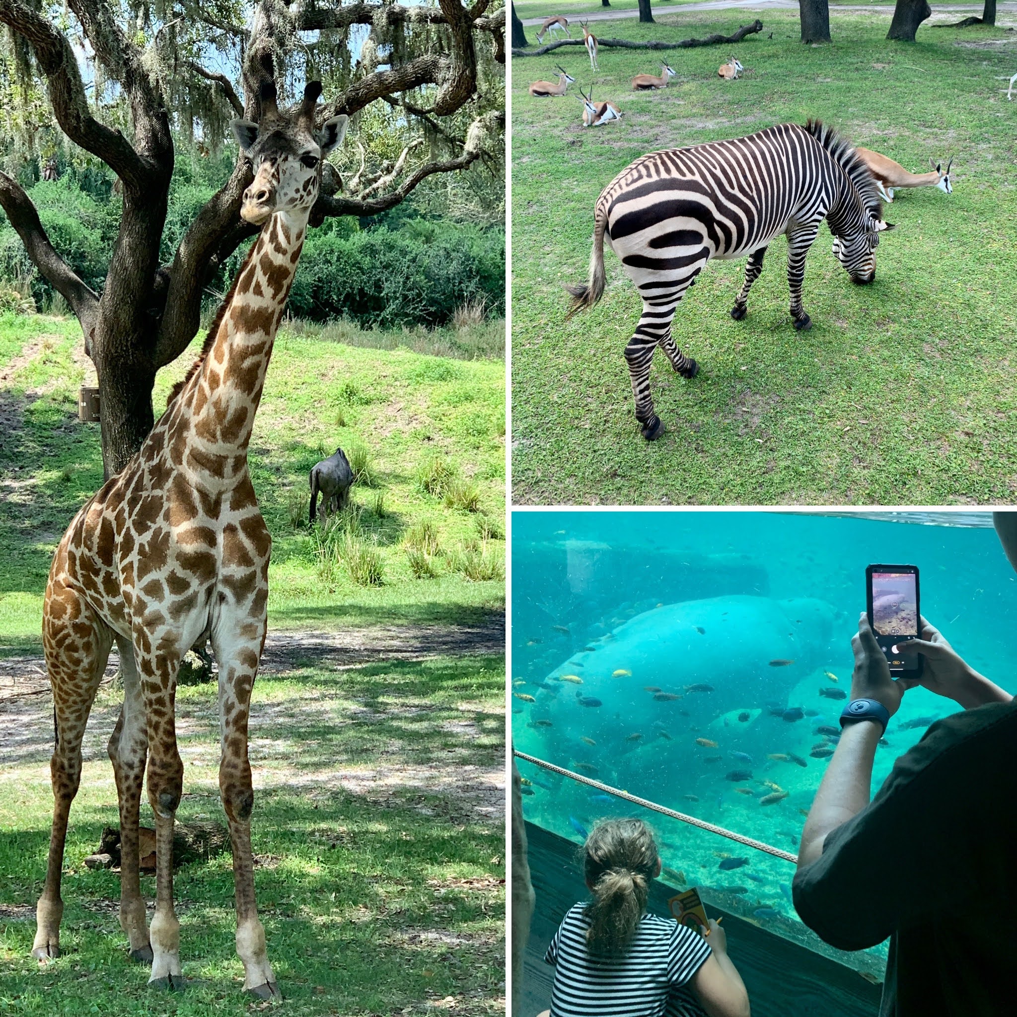 Animal Kingdom